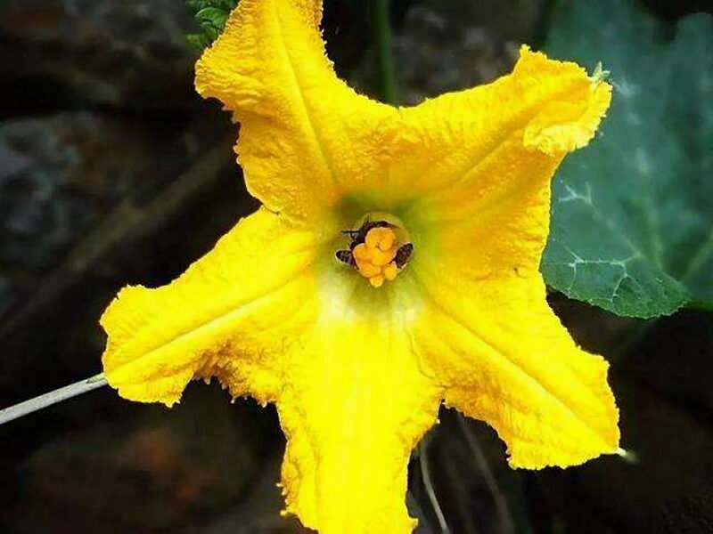 來騰沖做一個吃花客