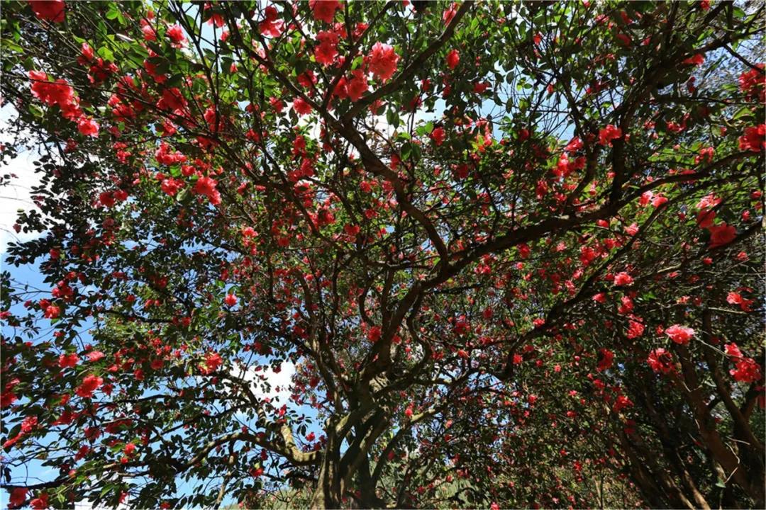 保山騰沖：漫山遍野茶花開你還不來嗎？