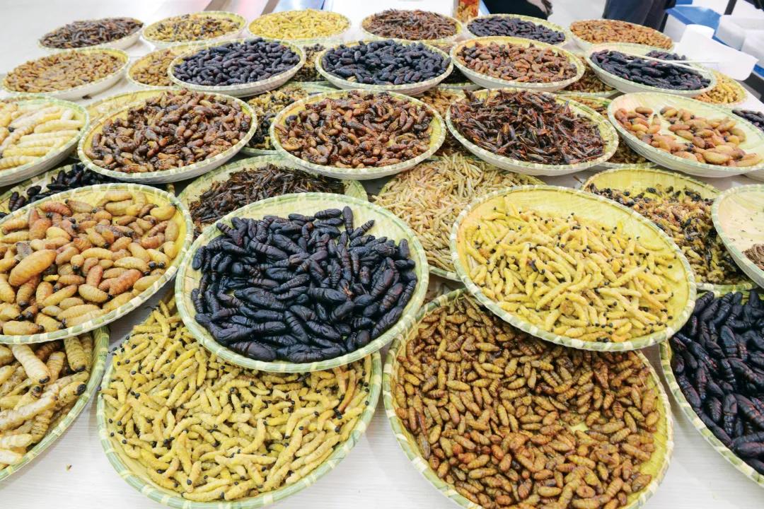 百蟲入宴 道道皆芬芳     騰沖旅游景點(diǎn)