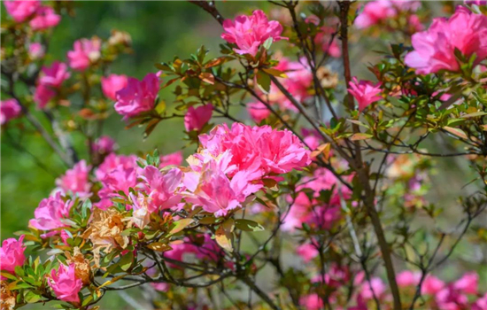 騰沖景點(diǎn)：冬日騰沖，方圓十里有花香，一起來賞花吧