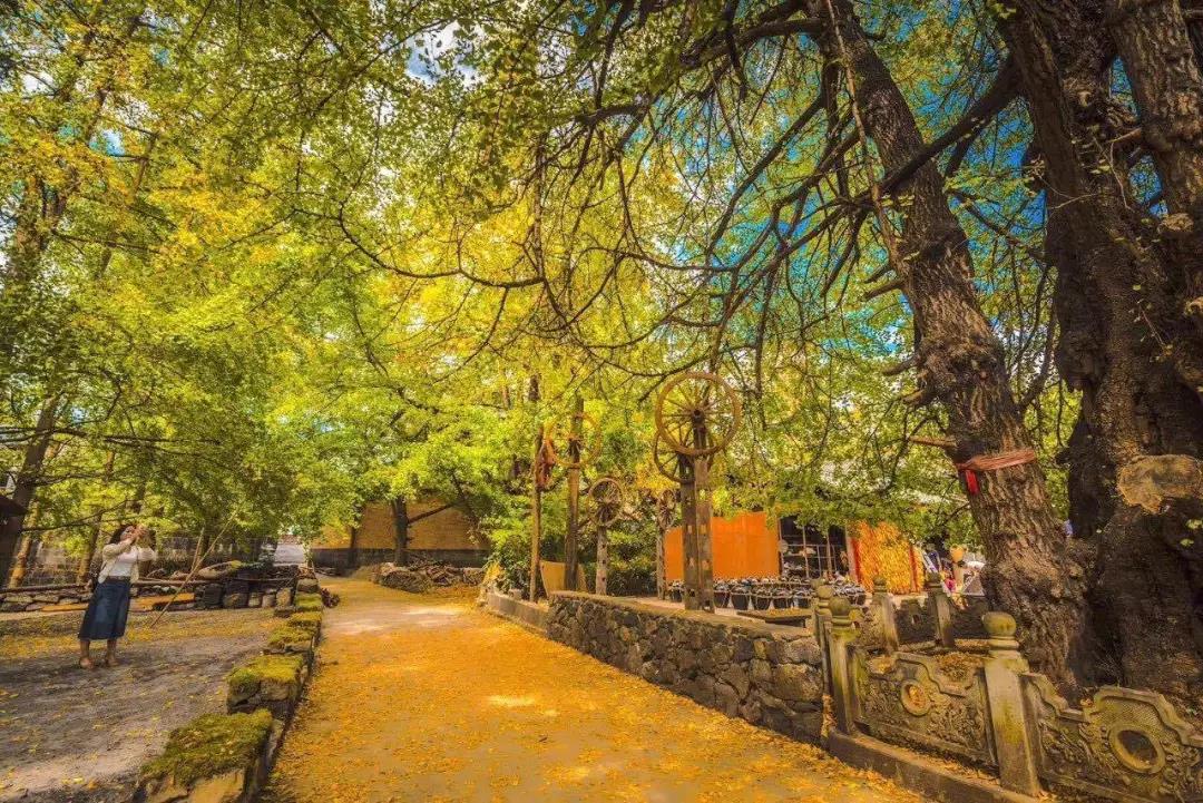 上了微博熱搜的騰沖銀杏村，一年只美20天的童話王國(guó)    騰沖旅游景點(diǎn)
