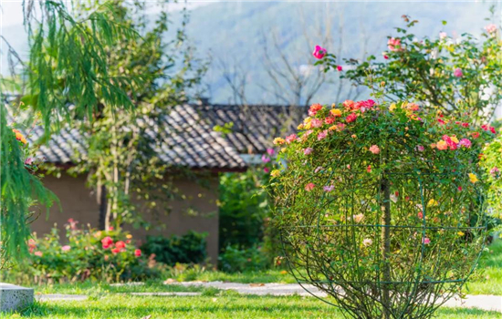 【國(guó)家AAA級(jí)景區(qū)】騰沖花緣里玫瑰主題村