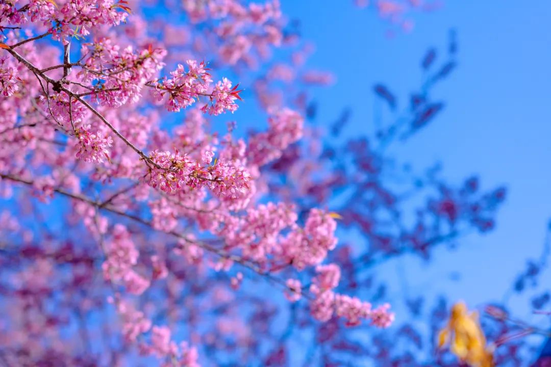 騰沖旅游：騰沖戶(hù)外拓展地櫻花谷的櫻花開(kāi)啦！騰沖旅行社喊你一起徒步泡溫泉