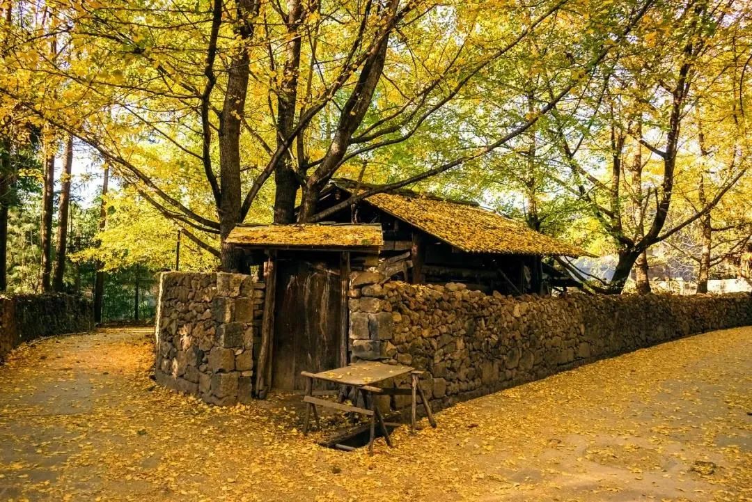 騰沖旅游：這個(gè)地方被人民日?qǐng)?bào)整版報(bào)道！一起走進(jìn)銀杏村的金色時(shí)光！