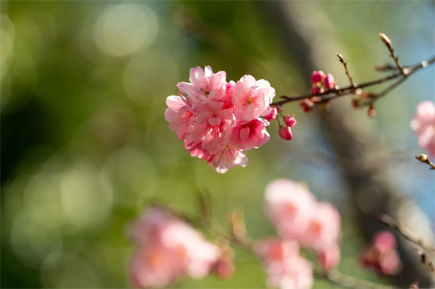 云南旅游,云南旅行社,云南團(tuán)建公司,云南會(huì)議公司,云南策劃公司,騰沖旅游,騰沖旅行社,騰沖團(tuán)建公司,騰沖會(huì)議公司,騰沖策劃公司：騰沖北海 ▏陌上花開(kāi)畔云櫻