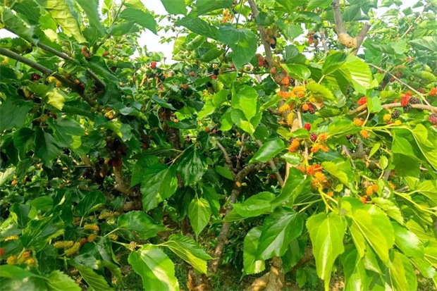 云南旅游,云南旅行社,云南團建公司,云南策劃公司,云南會議會展,騰沖旅游,騰沖旅行社,騰沖團建公司,騰沖會議公司：騰沖桑葚季：舌尖上的甜蜜誘惑