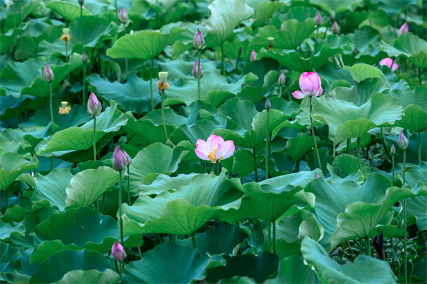 云南旅游,云南旅行社,云南團(tuán)建地接,云南策劃執(zhí)行,云南會(huì)議會(huì)展,騰沖旅游,騰沖旅行社,騰沖團(tuán)建公司,騰沖策劃公司,騰沖團(tuán)建地接,騰沖會(huì)議會(huì)展：騰沖的荷塘，驚艷了初夏！