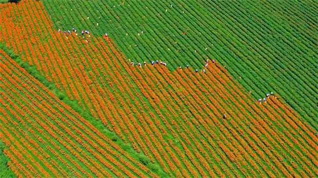 云南旅游,云南旅行社,云南團(tuán)建公司,云南策劃公司,云南會(huì)議會(huì)展,云南旅游地接,騰沖旅游,騰沖旅行社,騰沖團(tuán)建公司,騰沖策劃公司：騰沖藏了片黃金海！現(xiàn)在去剛好