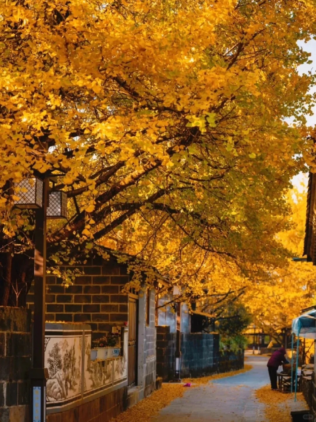 云南騰沖公司團建，騰沖旅游，秋天云南，騰沖芒市團建:11月騰沖一地3日游，銀杏村賞秋